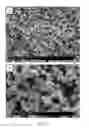 Fig. 04 - MONOLITHIC COLUMN TECHNOLOGY FOR LIQUID CHROMATOGRAPHY