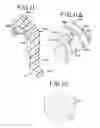Fig. 06 - Artificial nipple with reinforcement