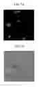 Fig. 08 - Nanoparticle-resin composition, nanoparticle-resin composite, and method of making nanoparticle-resin composite