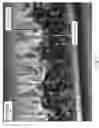 Fig. 09 - Integrated semiconductor nanowire device