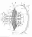 Fig. 02 - Stator coil for axial gap electrical rotating machine