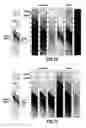 Fig. 06 - Tool for imaging a downhole environment