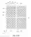 Fig. 28 - Pixel electrode panel, a liquid crystal display panel assembly and methods for manufacturing the same