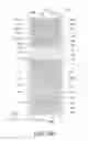Fig. 37 - Pixel electrode panel, a liquid crystal display panel assembly and methods for manufacturing the same