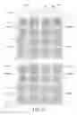 Fig. 75 - Pixel electrode panel, a liquid crystal display panel assembly and methods for manufacturing the same