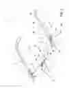 Fig. 02 - Eyeglasses