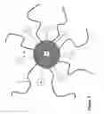 Fig. 05 - Pigment particles for electrophoretic display