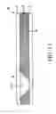 Fig. 12 - Optical waveguide and optical waveguide manufacturing member