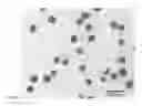 Fig. 01 - FLUORESCENT SILICA NANOPARTICLES FOR DETECTING LYMPH NODE AND THE IDENTIFICATION METHOD OF LYMPH NODE USING THEREOF