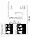 Fig. 07 - MODELS OF ERYTHROPOIESIS