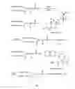 Fig. 07 - Y-SHAPE BRANCHED HYDROPHILIC POLYMER DERIVATIVES, THEIR PREPARATION METHODS, CONJUGATES OF THE DERIVATIVES AND DRUG MOLECULES, AND PHARMACEUTICAL COMPOSITIONS COMPRISING THE CONJUGATES