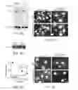 Fig. 04 - METHODS OF TREATING HEPATITIS C VIRUS INFECTION
