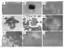 Fig. 01 - SOMATIC CELL-DERIVED PLURIPOTENT CELLS AND METHODS OF USE THEREFOR