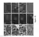 Fig. 23 - SOMATIC CELL-DERIVED PLURIPOTENT CELLS AND METHODS OF USE THEREFOR