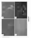 Fig. 27 - SOMATIC CELL-DERIVED PLURIPOTENT CELLS AND METHODS OF USE THEREFOR