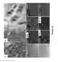 Fig. 32 - SOMATIC CELL-DERIVED PLURIPOTENT CELLS AND METHODS OF USE THEREFOR