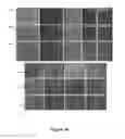 Fig. 43 - SOMATIC CELL-DERIVED PLURIPOTENT CELLS AND METHODS OF USE THEREFOR