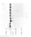 Fig. 24 - Compositions and Methods for Treating Collagen-Mediated Diseases