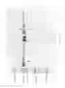 Fig. 27 - Compositions and Methods for Treating Collagen-Mediated Diseases