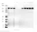Fig. 76 - Compositions and Methods for Treating Collagen-Mediated Diseases