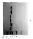 Fig. 85 - Compositions and Methods for Treating Collagen-Mediated Diseases