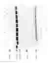 Fig. 10 - Compositions and Methods for Treating Collagen-Mediated Diseases