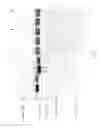 Fig. 24 - Compositions and Methods for Treating Collagen-Mediated Diseases