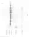 Fig. 35 - Compositions and Methods for Treating Collagen-Mediated Diseases