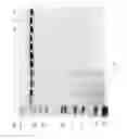 Fig. 90 - Compositions and Methods for Treating Collagen-Mediated Diseases