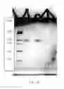 Fig. 55 - Compositions and Methods for Treating Collagen-Mediated Diseases