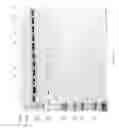 Fig. 80 - Compositions and Methods for Treating Collagen-Mediated Diseases