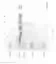 Fig. 40 - COMPOSITIONS AND METHODS FOR TREATING COLLAGEN-MEDIATED DISEASES