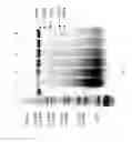Fig. 72 - COMPOSITIONS AND METHODS FOR TREATING COLLAGEN-MEDIATED DISEASES