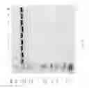 Fig. 83 - COMPOSITIONS AND METHODS FOR TREATING COLLAGEN-MEDIATED DISEASES