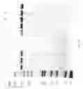 Fig. 89 - COMPOSITIONS AND METHODS FOR TREATING COLLAGEN-MEDIATED DISEASES