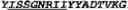 Fig. 09 - Anti-CD40 antibodies