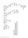 Fig. 07 - MODIFICATION OF NUCLEIC ACID VECTORS WITH POLYMERS COMPRISING CHARGED QUATERNARY AMINO GROUPS
