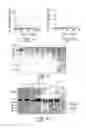 Fig. 07 - COMPOUND AND METHOD FOR REGULATING PLASMINOGEN ACTIVATION AND CELL MIGRATION