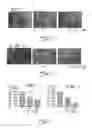 Fig. 10 - COMPOUND AND METHOD FOR REGULATING PLASMINOGEN ACTIVATION AND CELL MIGRATION
