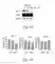 Fig. 13 - COMPOUND AND METHOD FOR REGULATING PLASMINOGEN ACTIVATION AND CELL MIGRATION