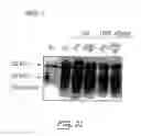 Fig. 26 - COMPOUND AND METHOD FOR REGULATING PLASMINOGEN ACTIVATION AND CELL MIGRATION