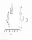 Fig. 09 - Neutralizing antibodies against GDF-8 and uses therefor