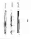Fig. 10 - Neutralizing antibodies against GDF-8 and uses therefor