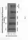 Fig. 14 - Neutralizing antibodies against GDF-8 and uses therefor