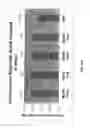 Fig. 15 - Neutralizing antibodies against GDF-8 and uses therefor