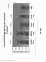 Fig. 16 - Neutralizing antibodies against GDF-8 and uses therefor