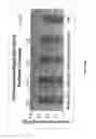 Fig. 17 - Neutralizing antibodies against GDF-8 and uses therefor