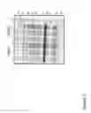 Fig. 04 - Antibody and uses thereof