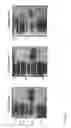 Fig. 08 - Antibody and uses thereof