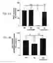 Fig. 08 - MATERIALS AND METHODS FOR PREVENTING OR TREATING NEURODEGENERATIVE CONDITIONS ASSOCIATED WITH ABETA PEPTIDE ACCUMULATION